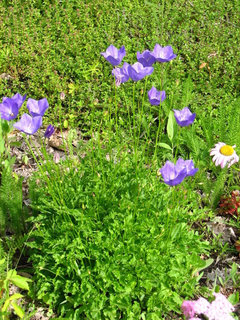 Plants & Misc that start with 'B' | Houzz Forum