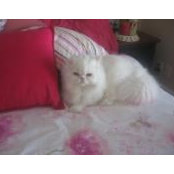 Francine Bouchard's photo