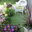Balcony Gardens