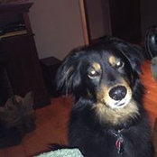 Josh Johnson's photo