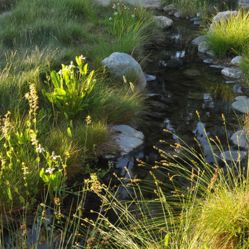 Meadow Stream