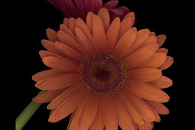 Daisy Tilt from The Exposed Series: Flowers on Black from $80 to $1000