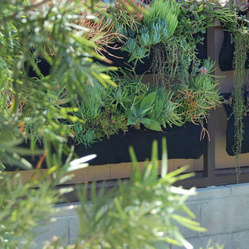 Pacific Beach Contemporary