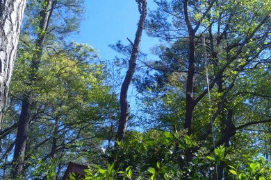 Trees