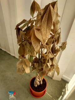 Pachira - scorched leaves - what to do next? | Houzz Forum