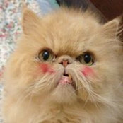 Hoda Hambazaza's photo