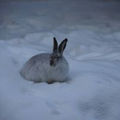 Rachael Eliason's photo