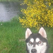 Conny Wolfs billede
