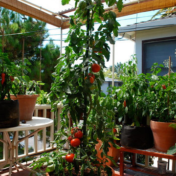 Growing Tomatoes in Containers