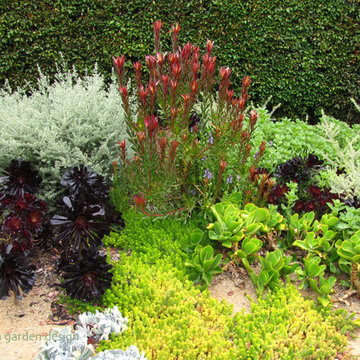 SUCCULENT GARDEN