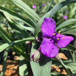 Current Featured Plants - Products