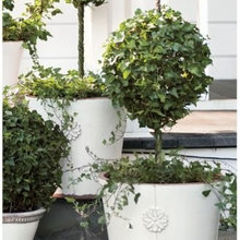 Landscape Ideas