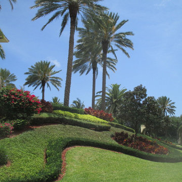 Palm Tree Catalog  (will have hundreds to view - work in progress)