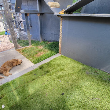 The Purr-fect Playground✨