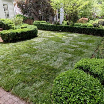 Rebel Supreme Fescue