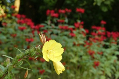 Ejemplo de jardín en verano en patio trasero con parterre de flores y exposición total al sol