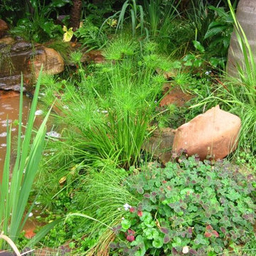 Contemporary Tropical Garden