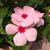 Joyce Johnsons foto