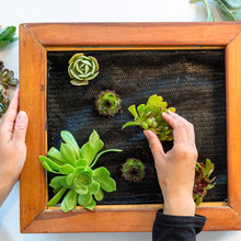 DIY Project: Make Your Own Living Picture