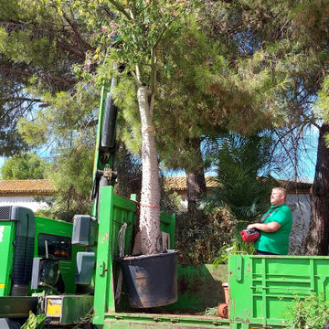 Plantación de grandes ejemplares de arbolado