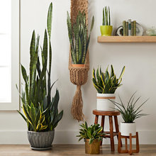 Houseplants