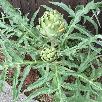 Feng Shui Oasis: Artichokes
