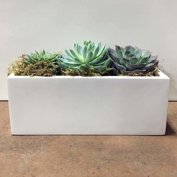 Root and Stock | Photo Shoot