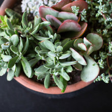 Plants
