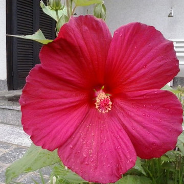 il giardino segreto