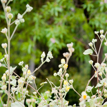 Indian Mallow