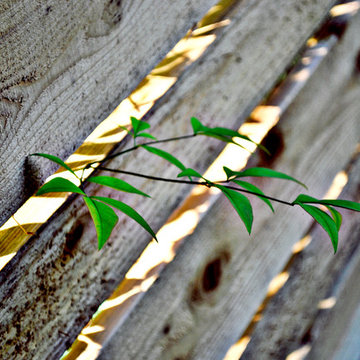 Cedar Fence