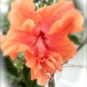 Kitrina Chaapel's photo
