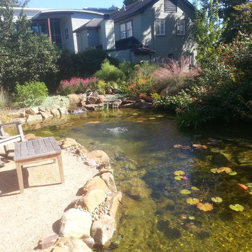 Ecosystem Ponds, Water Garden Ideas for Your Austin, Central Texas Landscape