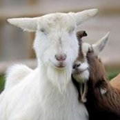 Anton Kozlov's photo