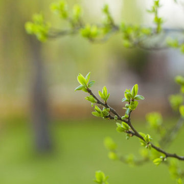 Spring Bloom: Why Your Tree May Not Be Ready