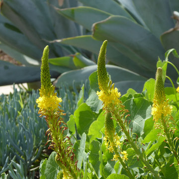 Succulents Replace Tiny Terraced Lawns