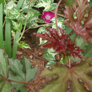 Small Terrace over Raingarden