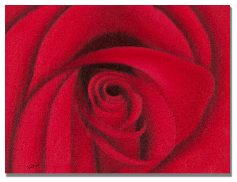 'Red Rose' Canvas Art by Rio, 18