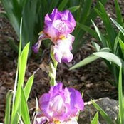 Jean Bland's photo