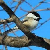 Mariann Dickinson's photo