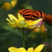 Wendy Thoens foto