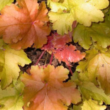 Fall Container Gardening