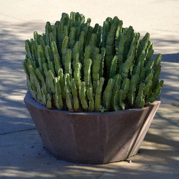 Succulents
