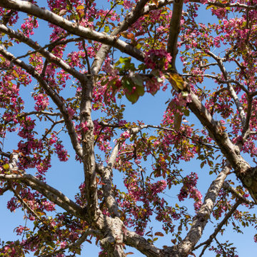 Country Fruit Tree Pruning