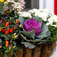 flower boxes