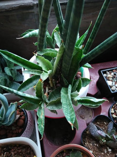 sansevieria cylindrica form | Houzz Forum