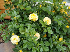 My Yellow and Apricot Roses