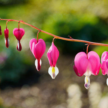 Floral Photography