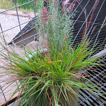 Threadleaf Giant Hyssop