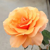 Kim Epstein's photo